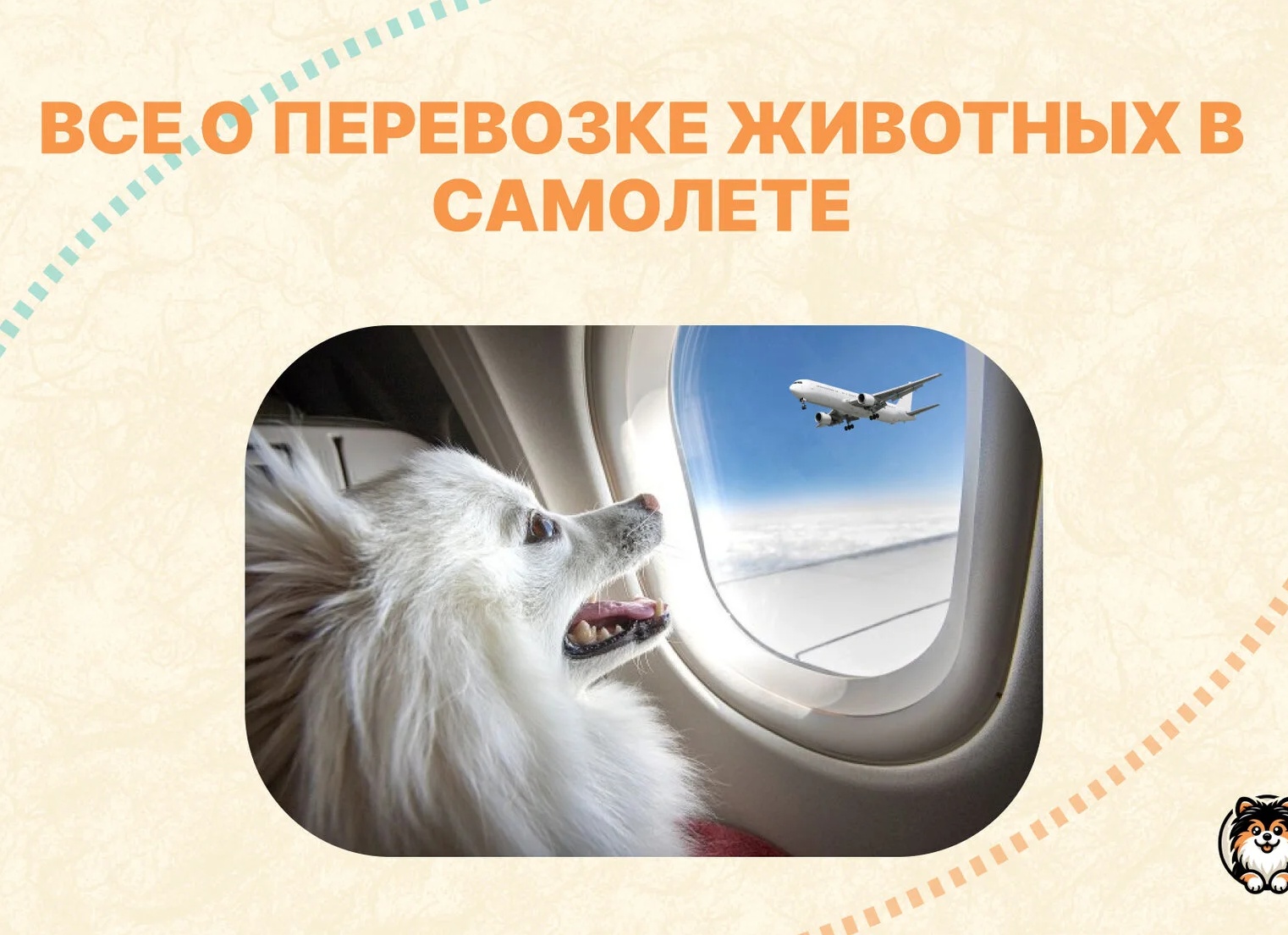 Секреты бронирования авиабилетов от авиакомпании Pegasus: шаг за шагом